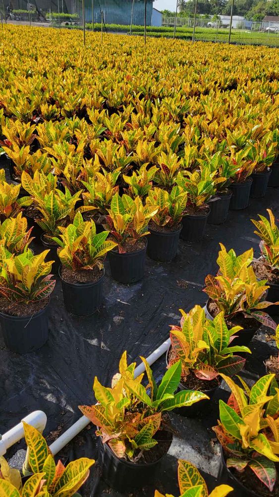 codiaeum-variegatum-petra-croton