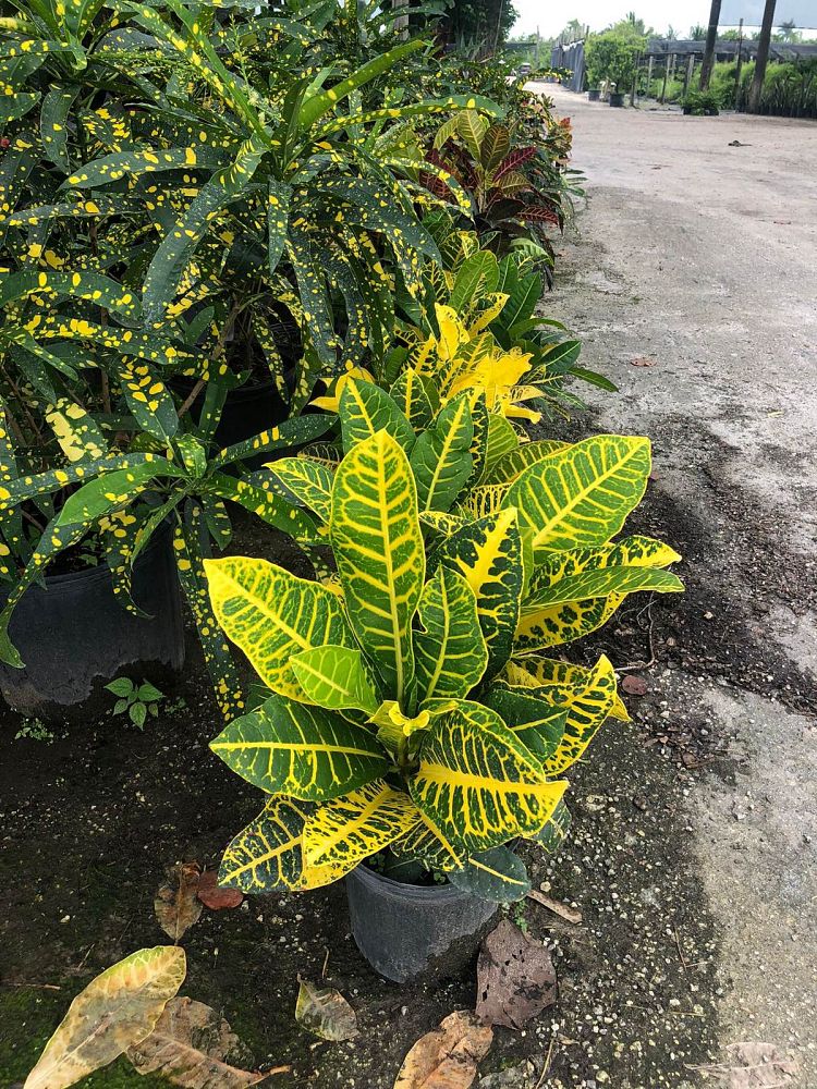codiaeum-variegatum-petra-croton
