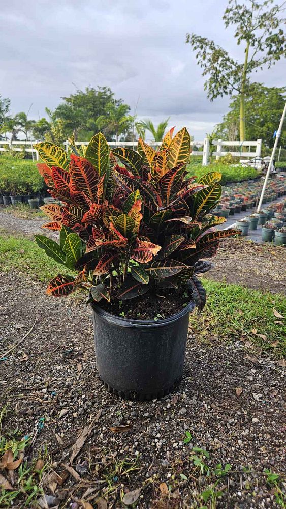 codiaeum-variegatum-petra-croton