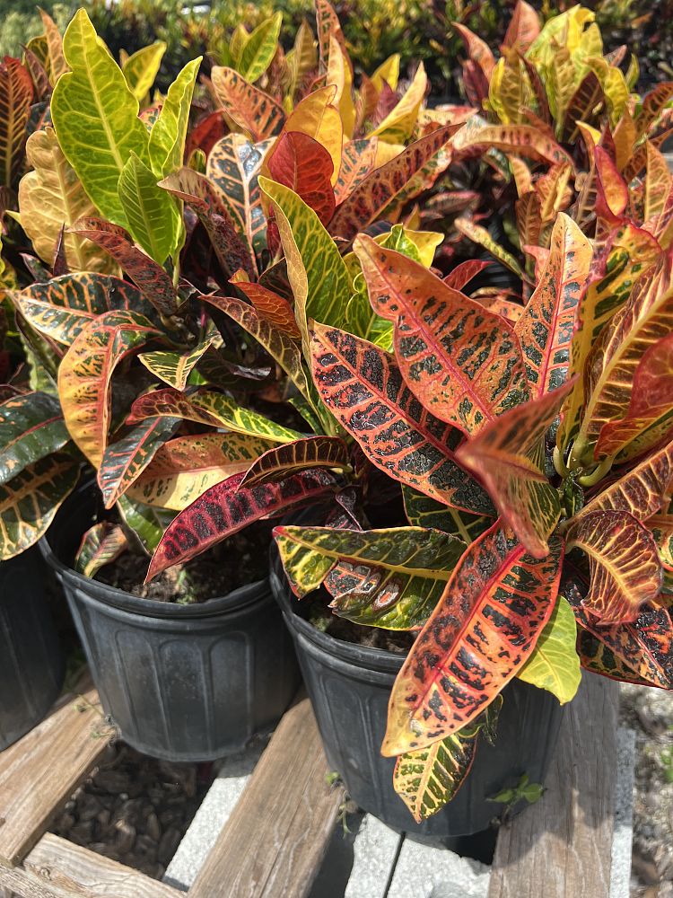 codiaeum-variegatum-petra-croton