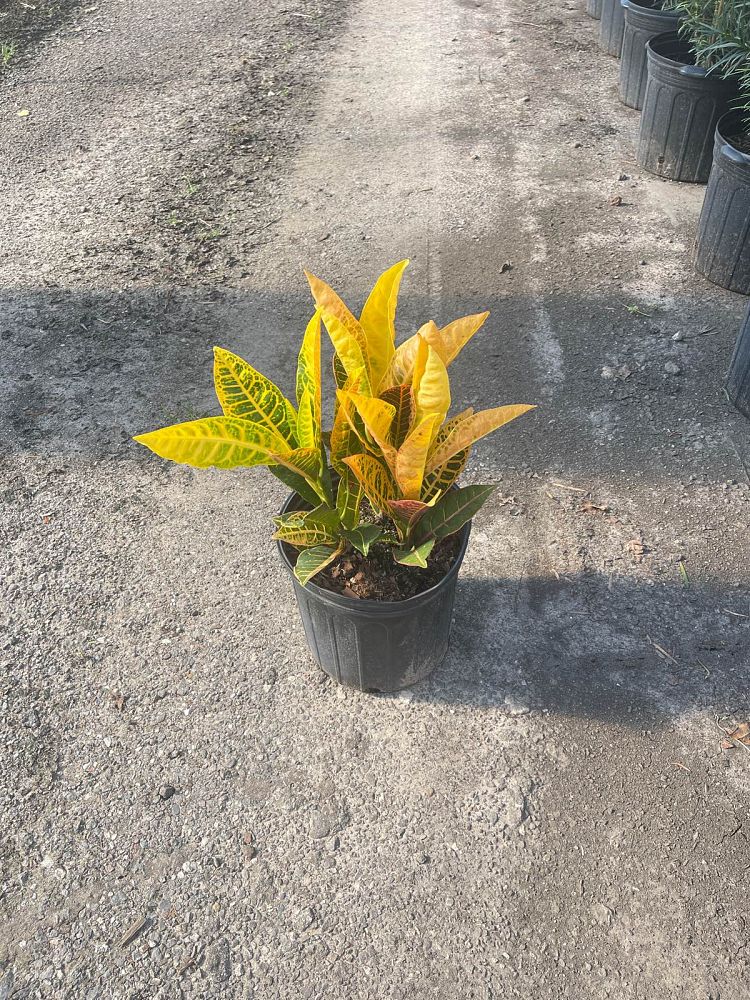 codiaeum-variegatum-petra-croton