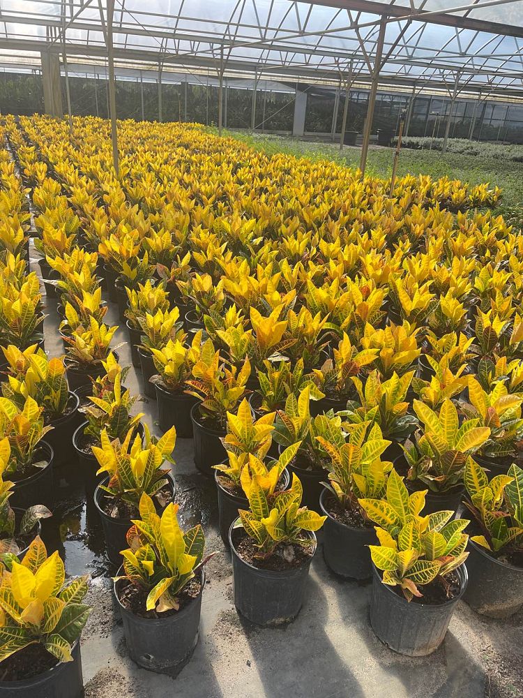 codiaeum-variegatum-petra-croton