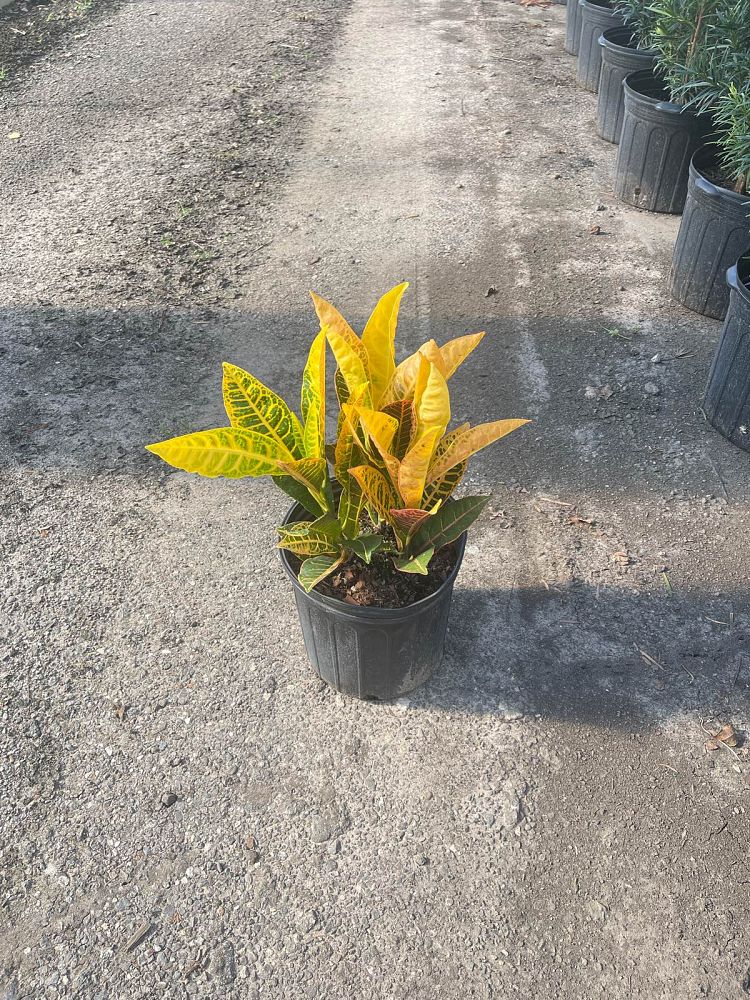 codiaeum-variegatum-petra-croton