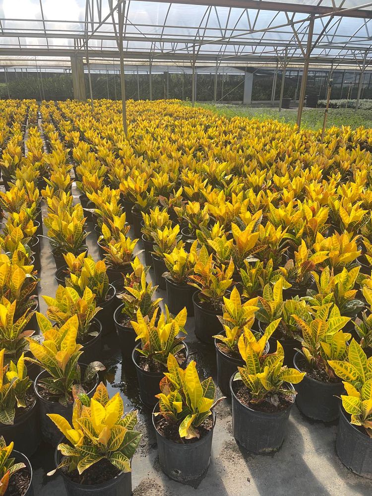 codiaeum-variegatum-petra-croton