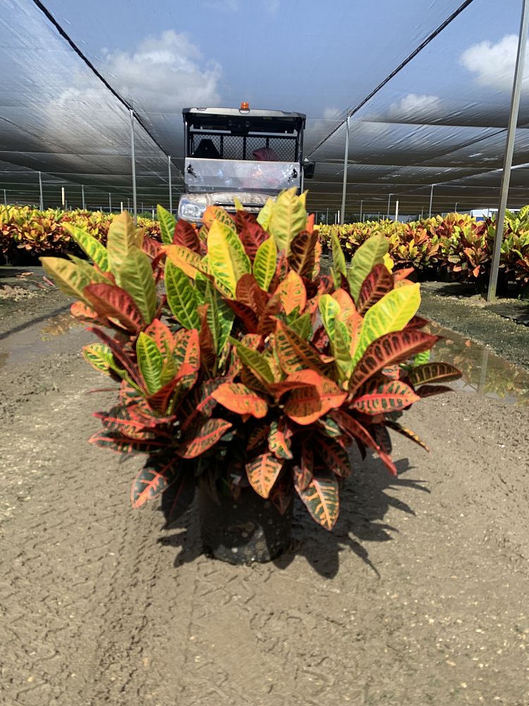 codiaeum-variegatum-petra-croton