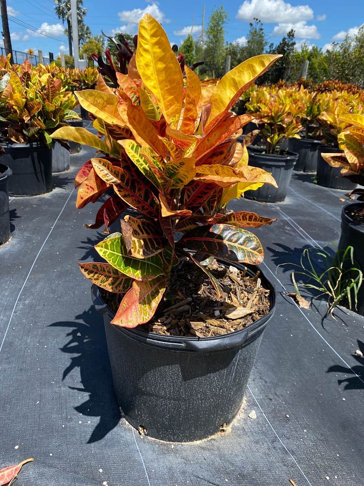 codiaeum-variegatum-petra-croton