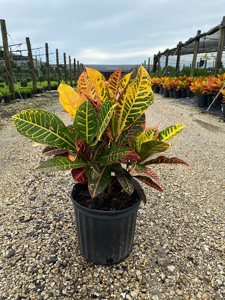 codiaeum-variegatum-petra-croton