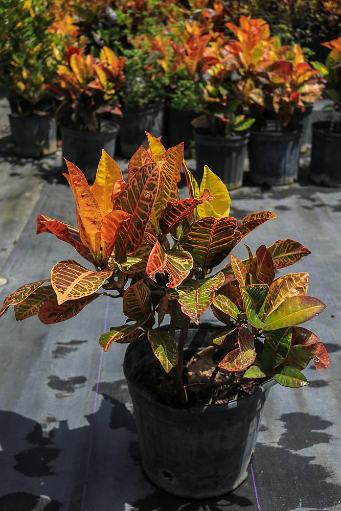 codiaeum-variegatum-petra-croton
