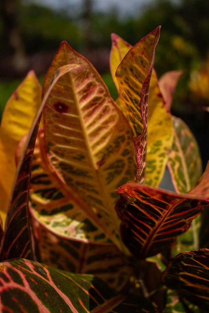 codiaeum-variegatum-petra-croton