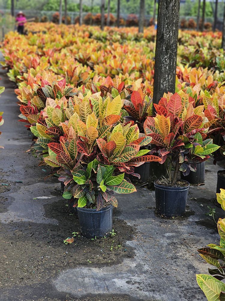 codiaeum-variegatum-petra-croton