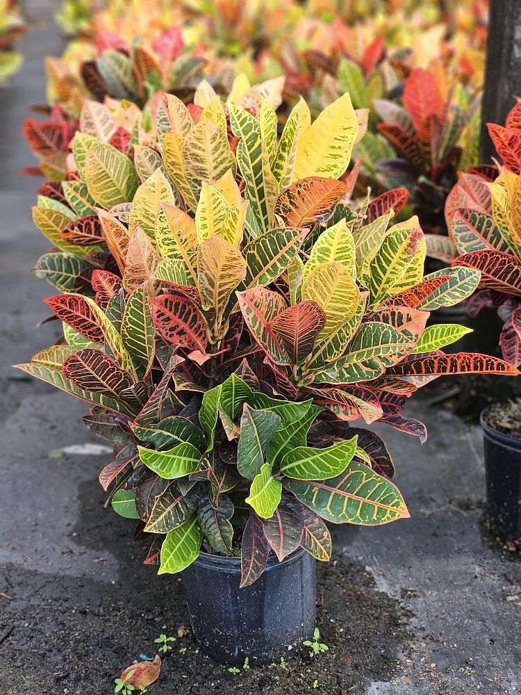 codiaeum-variegatum-petra-croton