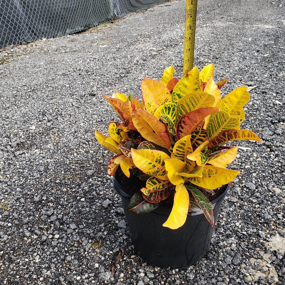 codiaeum-variegatum-petra-croton