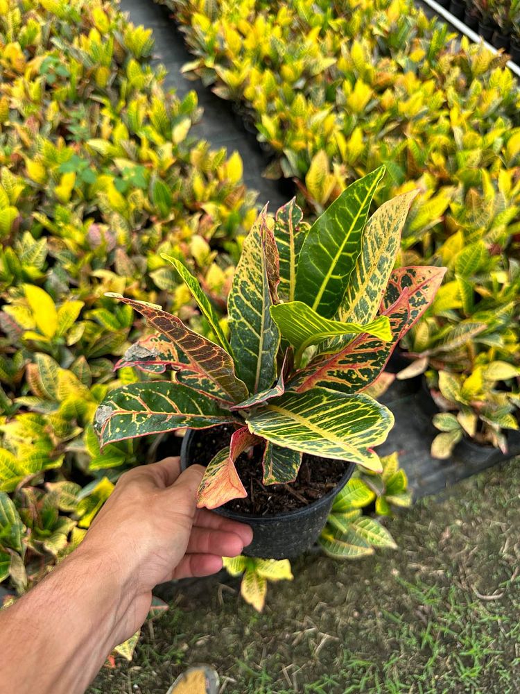 codiaeum-variegatum-petra-croton