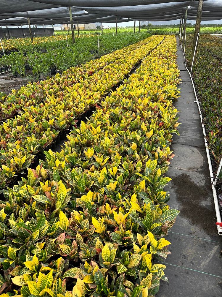 codiaeum-variegatum-petra-croton