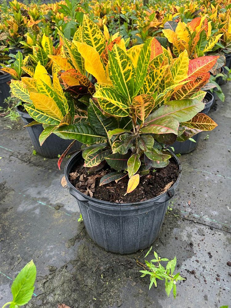 codiaeum-variegatum-petra-croton