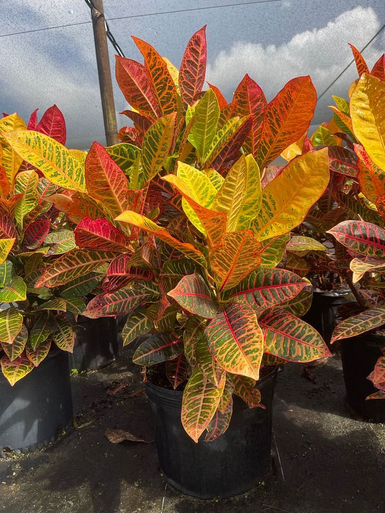 codiaeum-variegatum-petra-croton