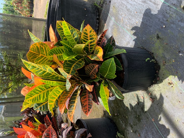 codiaeum-variegatum-petra-croton