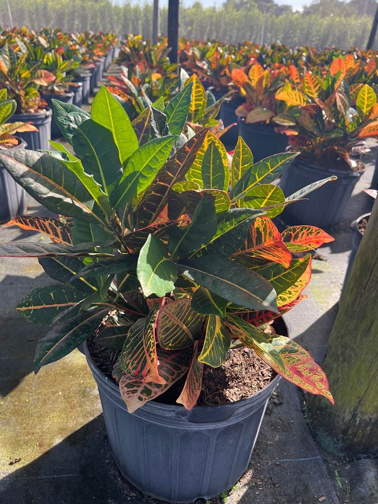 codiaeum-variegatum-petra-croton