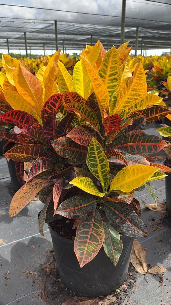 codiaeum-variegatum-petra-croton