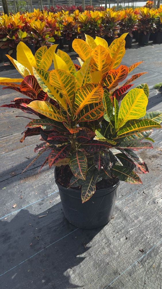 codiaeum-variegatum-petra-croton