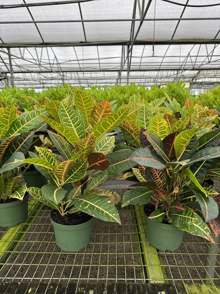 codiaeum-variegatum-petra-croton