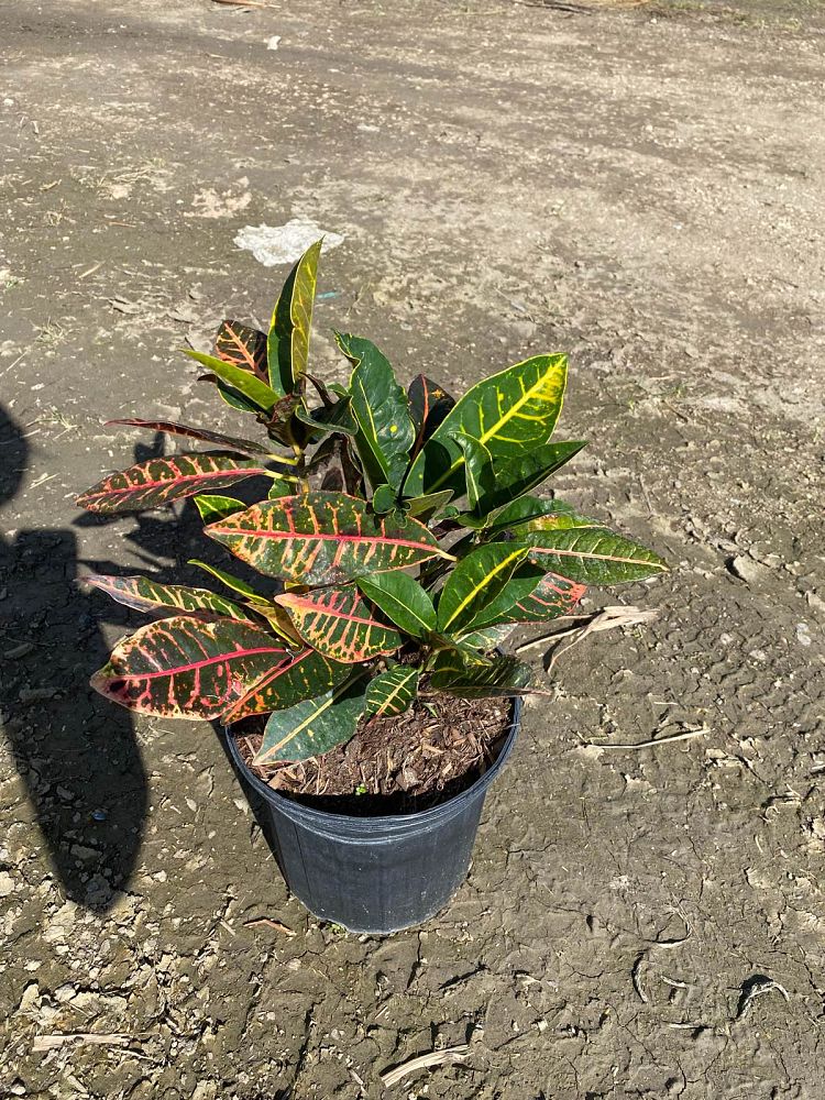 codiaeum-variegatum-petra-croton