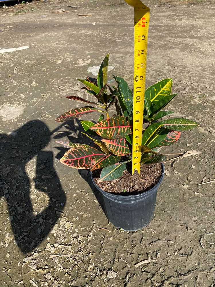 codiaeum-variegatum-petra-croton