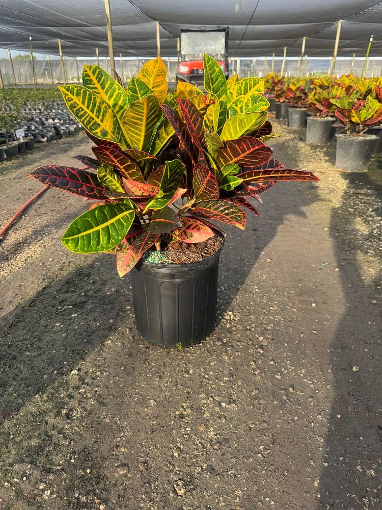 codiaeum-variegatum-petra-croton