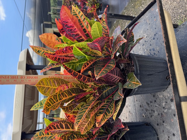 codiaeum-variegatum-petra-croton