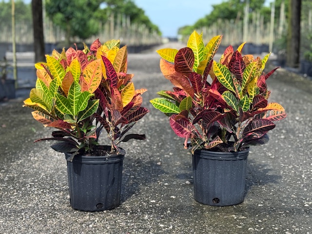 codiaeum-variegatum-petra-croton