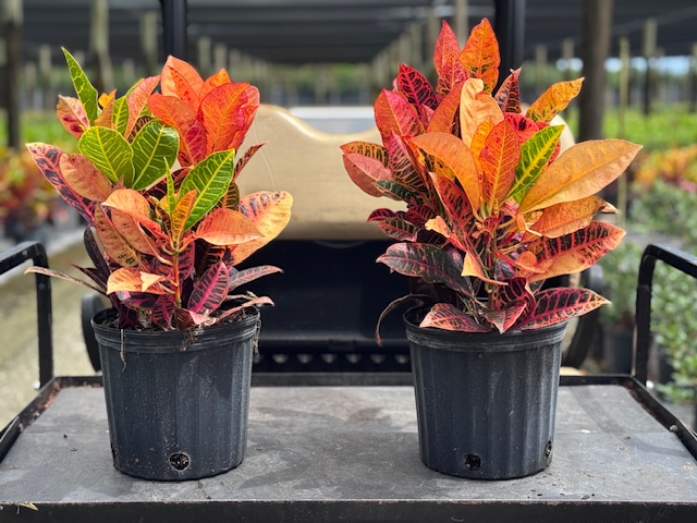 codiaeum-variegatum-petra-croton