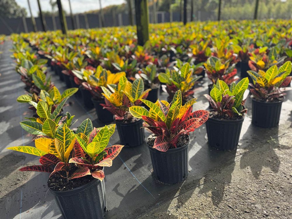 codiaeum-variegatum-petra-croton