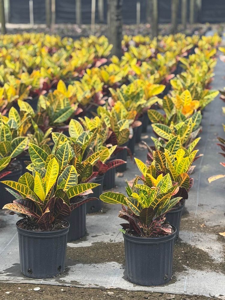 codiaeum-variegatum-petra-croton