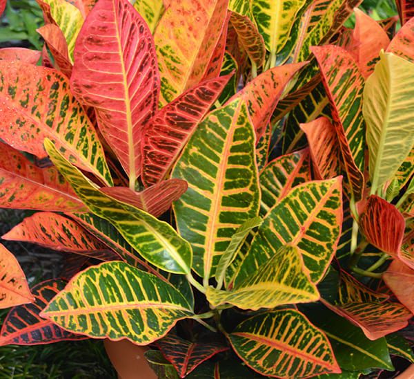 codiaeum-variegatum-petra-croton