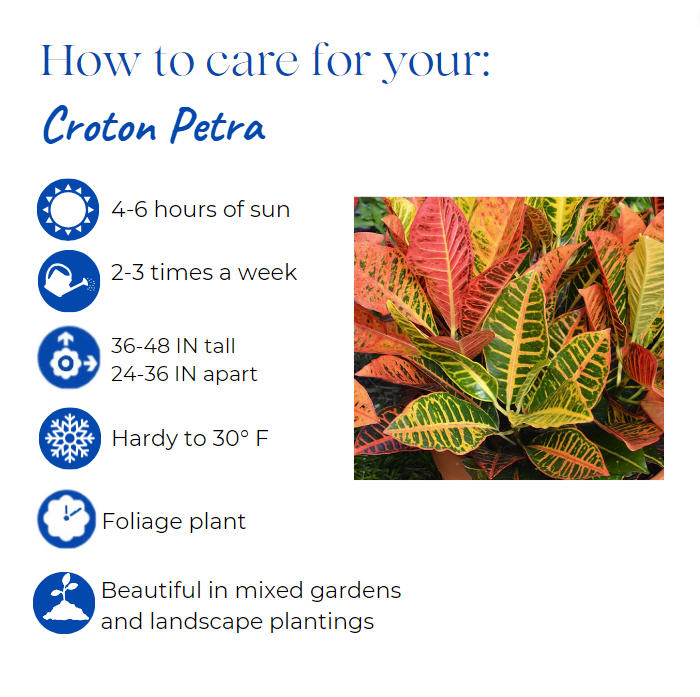 codiaeum-variegatum-petra-croton