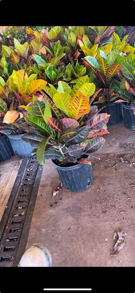 codiaeum-variegatum-petra-croton