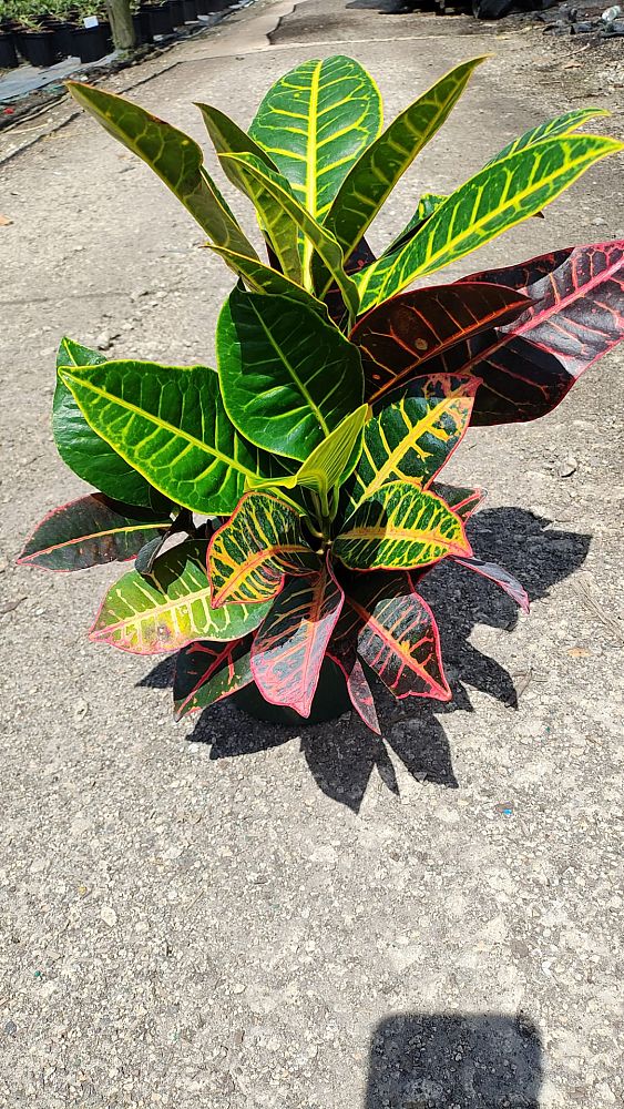 codiaeum-variegatum-petra-croton