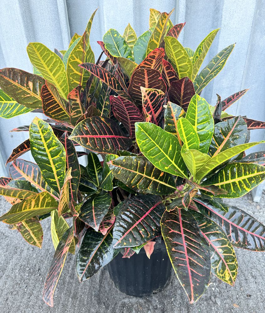 codiaeum-variegatum-petra-croton