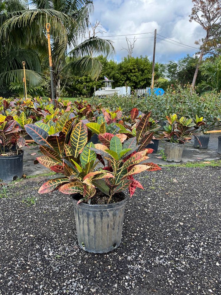 codiaeum-variegatum-petra-croton
