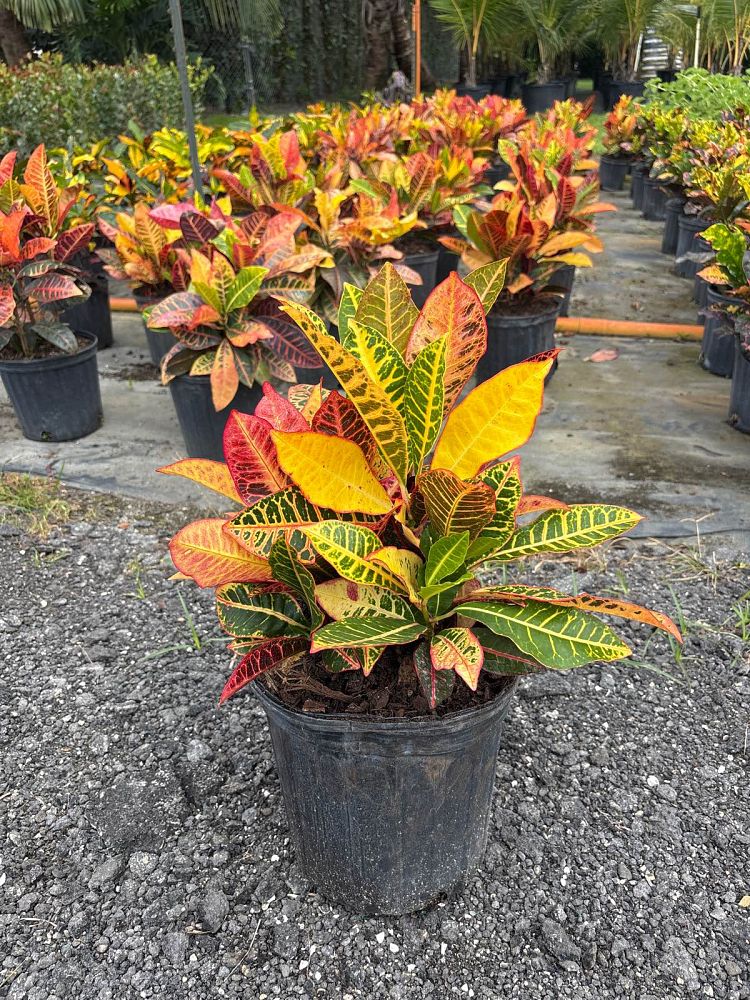 codiaeum-variegatum-petra-croton