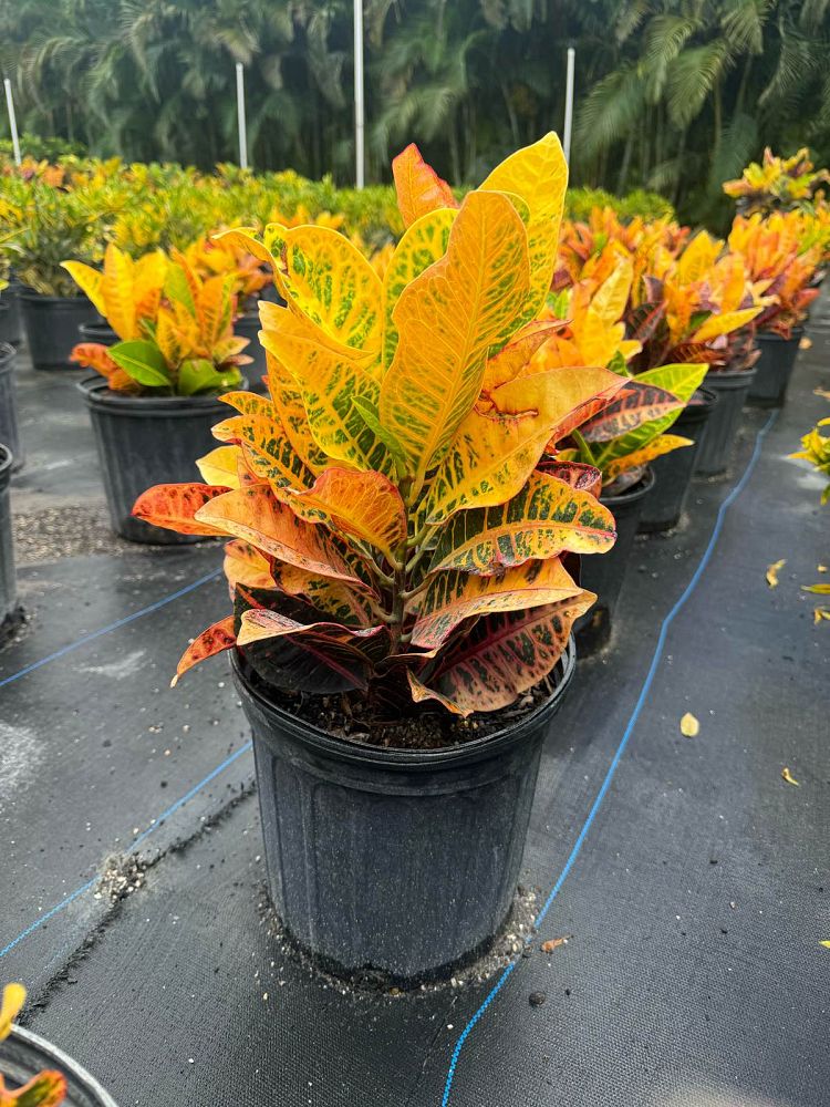 codiaeum-variegatum-petra-croton