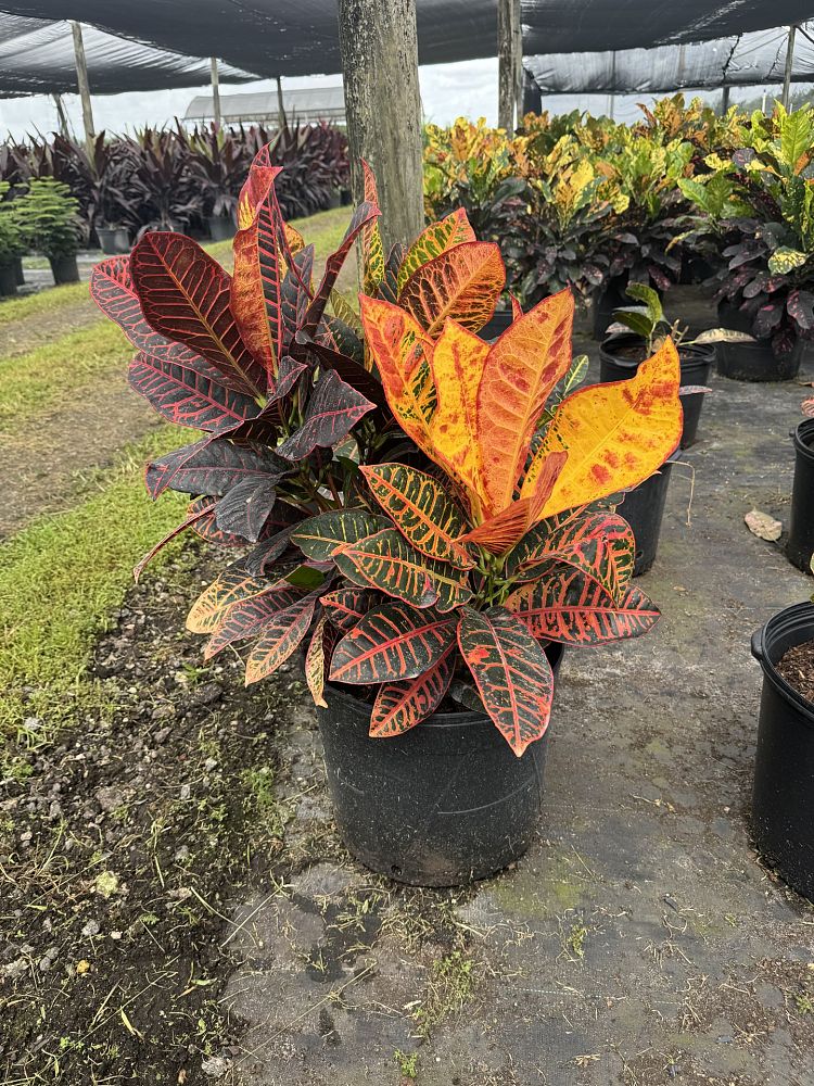 codiaeum-variegatum-petra-croton