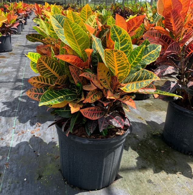 codiaeum-variegatum-petra-croton