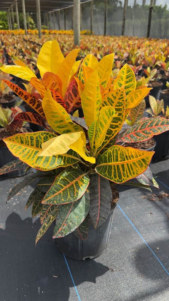 codiaeum-variegatum-petra-croton