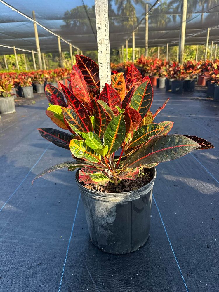 codiaeum-variegatum-petra-croton