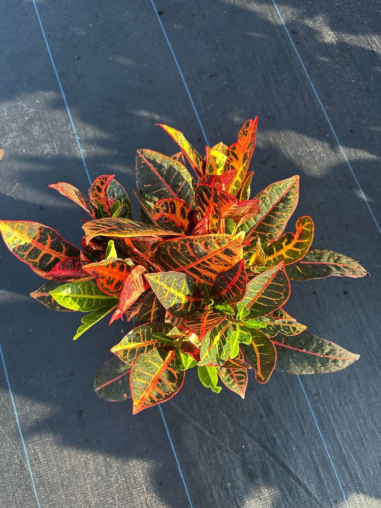 codiaeum-variegatum-petra-croton