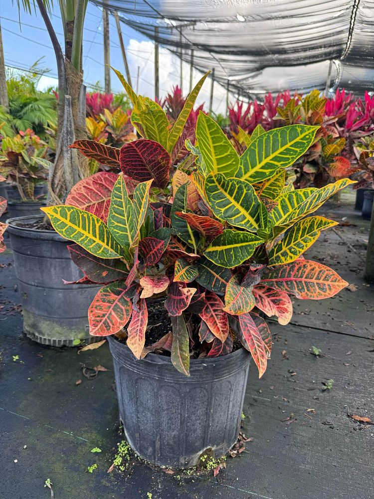codiaeum-variegatum-petra-croton