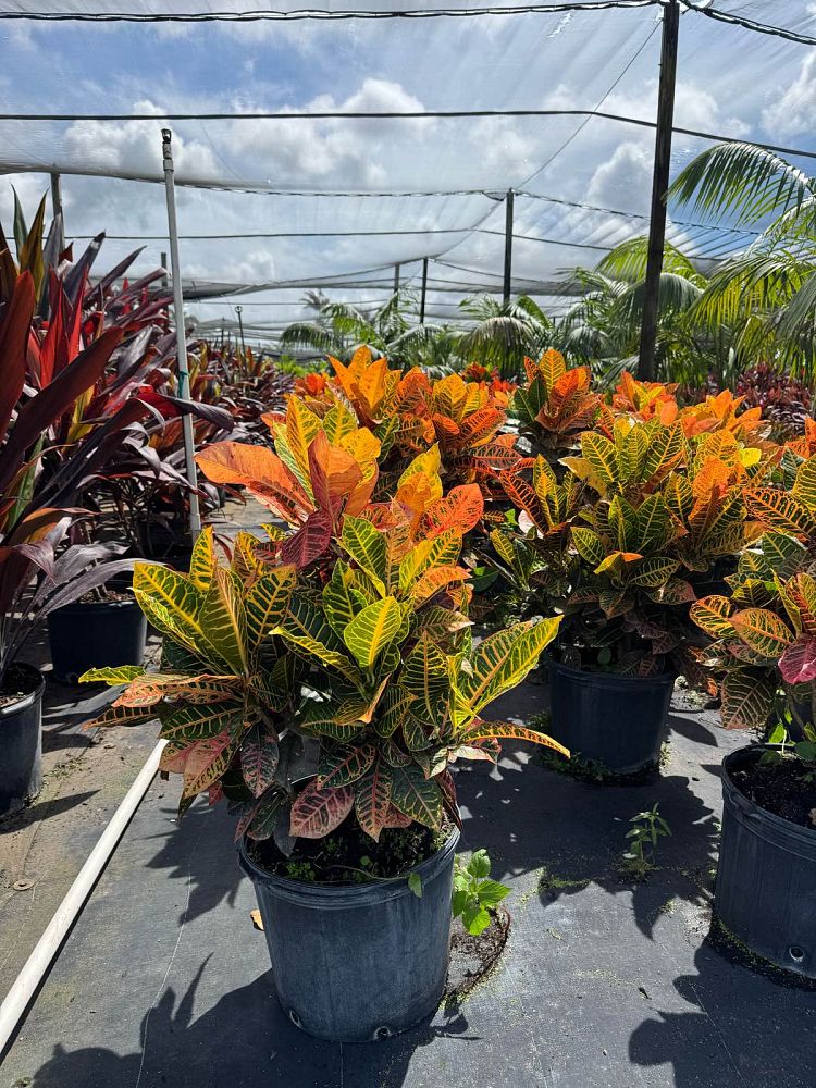 codiaeum-variegatum-petra-croton