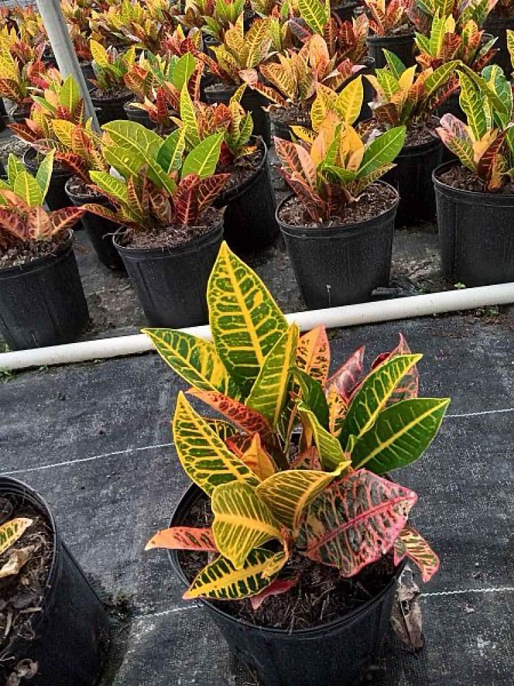 codiaeum-variegatum-petra-croton