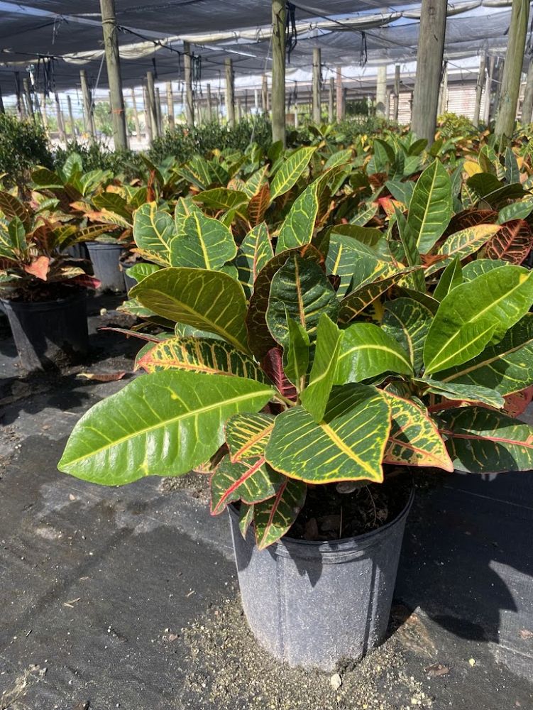 codiaeum-variegatum-petra-croton